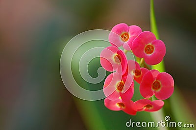 Beautiful Tiny Flowers Stock Photo