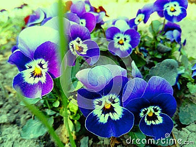 Beautiful tiny flowers of viola tricolor Stock Photo