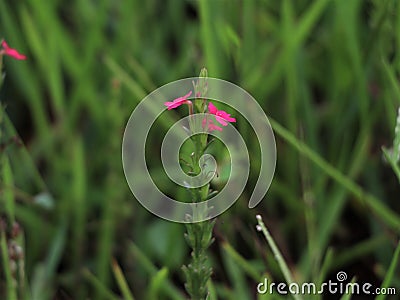 Beautiful tiny pink color flower, a rare species Stock Photo