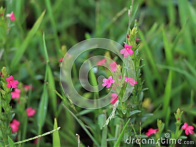 Beautiful tiny pink color flower, a rare species Stock Photo