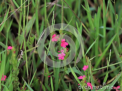 Beautiful tiny pink color flower, a rare species Stock Photo