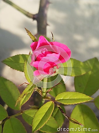 Beautiful tiny pink rose blooming in home garden. Stock Photo