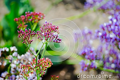 Beautiful tiny purple flowers in spring season at a botanical garden. Stock Photo