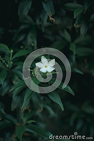 Green leaves with a tiny white flower Stock Photo