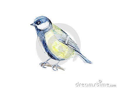 Beautiful tit sitting on a branch. Watercolor illustration isolated on white Cartoon Illustration