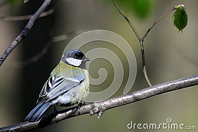 Beautiful titmouse Stock Photo