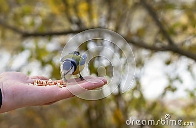 The beautiful titmouse eats a forage from hands of the person Stock Photo