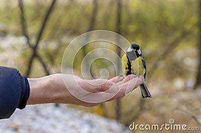 The beautiful titmouse eats a forage from hands of the person Stock Photo