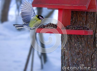 The beautiful titmouse flies to a feeding trough Stock Photo