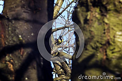 Beautiful titmouse Stock Photo