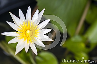 Beautiful top view single white lotus at pond in bright day with copy space Stock Photo