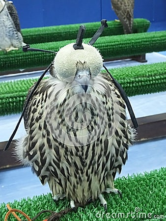 Beautiful trained falcon with mask Stock Photo