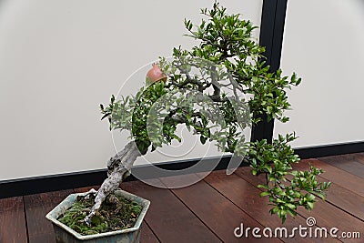 A beautiful and trained Pomegranate bonsai tree with red fruit and tiny green leaves Stock Photo
