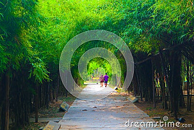 Beautiful tree and bamboo tunnel in the public parks background and wallpaper Editorial Stock Photo