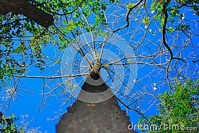 Beautiful tree in dense forest with unique perspective Stock Photo