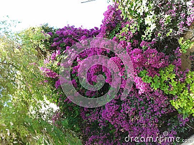 Beautiful tree flower collors pink Stock Photo