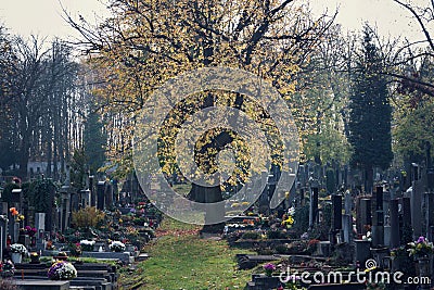 Beautiful tree among graves, autumn on cemetery, Prague, Czech Republic, sunny day, All souls day Stock Photo