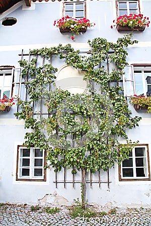 Beautiful tree in Hallstatt Stock Photo