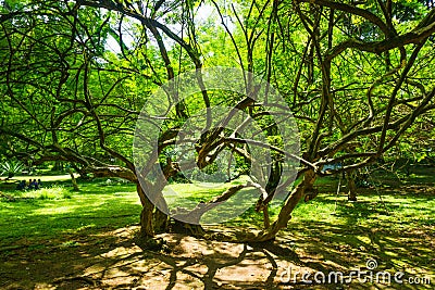 A beautiful tree with long and tiny branches photo taken in kebun raya bogor indonesia Stock Photo