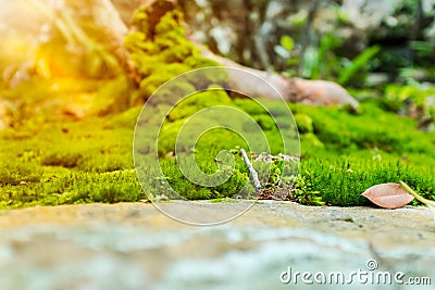 Beautiful tree with moss cover. Nature green wood sunshine backgrounds. Outdoor. Stock Photo