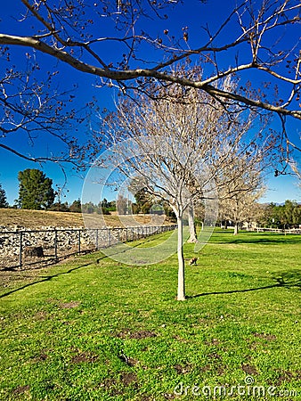 The Beautiful Tree Photobomb Stock Photo