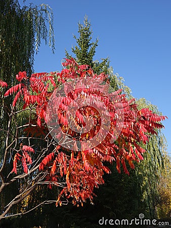 Beautiful tree. Red leaves of acacia. Stock Photo