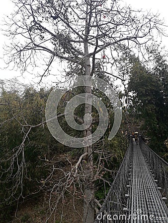 A beautiful tree scene near by hanging bridge in Nepal Editorial Stock Photo