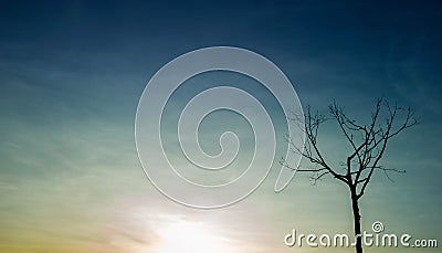 Beautiful tree and sky Natural concept Stock Photo
