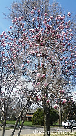 Beautiful tree in spring Editorial Stock Photo