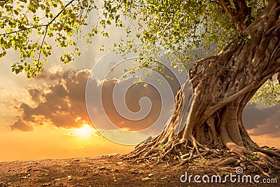 Beautiful tree at sunset vibrant orange with free copy space. Stock Photo