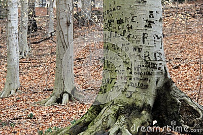 Beautiful tree trunks in the woods, carved with names and sayings Stock Photo
