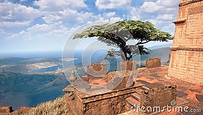 Tree in coastal area Stock Photo