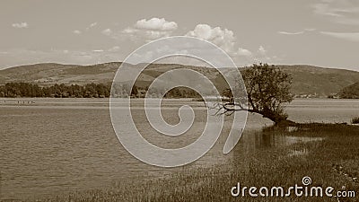 Beautiful tree by the water,sepia Stock Photo