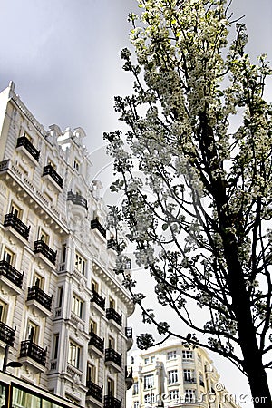 Beautiful tree with white flowers in the street Stock Photo