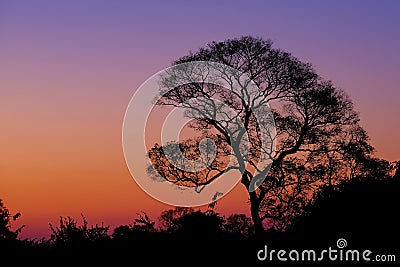 Beautiful trees as part of Pantanal wetland landscape at sunset, Porto Jofre, Pantanal, Mato Grosso do Sul, Brazil Stock Photo