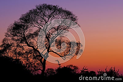 Beautiful trees as part of Pantanal wetland landscape at sunset, Porto Jofre, Pantanal, Mato Grosso do Sul, Brazil Stock Photo