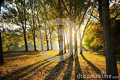 Beautiful trees in the autumn forest, bright sunlight at sunset Stock Photo