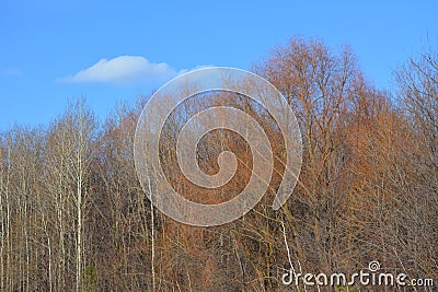 Beautiful trees in early spring. Quiet sunny day Stock Photo