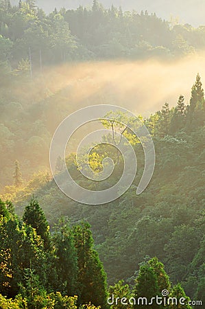 Misty Forest at Sunrise Stock Photo