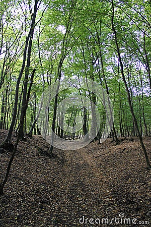 Beautiful woods in a forest Stock Photo