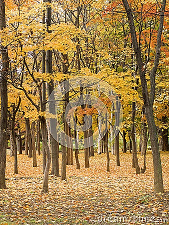The beautiful trees and leaves turn yellow in season . Stock Photo