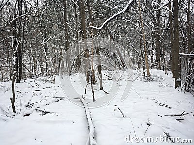 Beautiful Trees Stock Photo