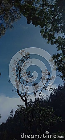 beautiful trees are on Mount Lawu, behind the magnificent view of Mount Lawu there is also a mystery Stock Photo