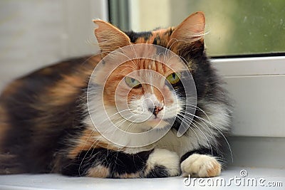 Beautiful tricolor fluffy domestic cat Stock Photo