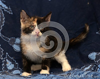 Beautiful tricolor fluffy kitten Stock Photo