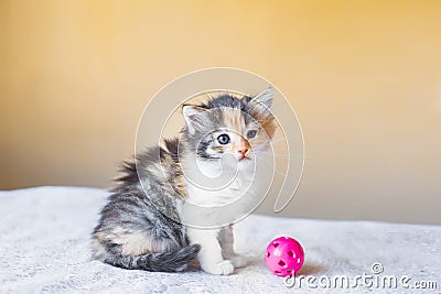Beautiful tricolor kitten playing with a ball age 3 months Stock Photo