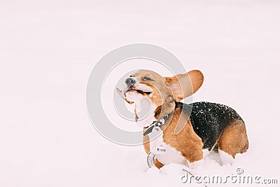 Beautiful Tricolor Puppy Of English Beagle Playing Fast Running Stock Photo