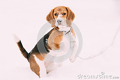 Beautiful Tricolor Puppy Of English Beagle Playing In Snow At Winter Day Stock Photo