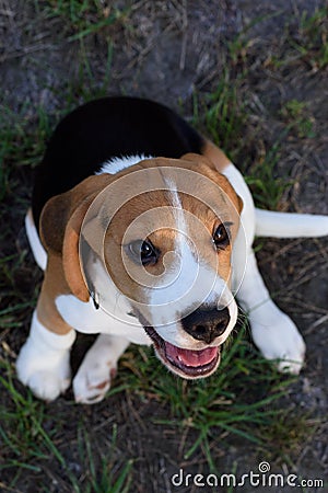 Beautiful Tricolor Puppy Of English Beagle seating On Green Grass. Beagle Is A Breed Of Small Hound, Similar In Appearance To The Stock Photo