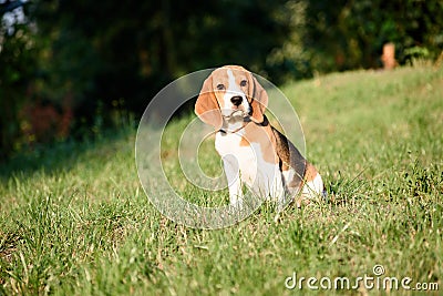 Beautiful Tricolor Puppy Of English Beagle seating On Green Grass. Beagle Is A Breed Of Small Hound, Similar In Appearance To The Stock Photo